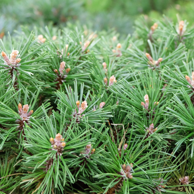 Fleur Pin mugo Benjamin - Pinus mugo Benjamin 30/35cm Pot 12L - Publicité Fleur Pin mugo Benjamin - Pinus mugo Benjamin 30/35cm Pot 12L - Publicité