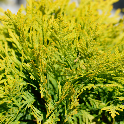 Fleur Thuya occidental Mirjam - Thuja occidentalis Mirjam 20/40cm Pot 5L - Publicité Fleur Thuya occidental Mirjam - Thuja occidentalis Mirjam 20/40cm Pot 5L - Publicité