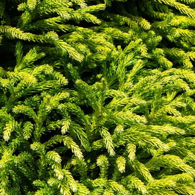 Fleur Cryptoméria du Japon Sekkan - Cryptomeria japonica Sekkan 25/35cm Pot 2,5L - Publicité Fleur Cryptoméria du Japon Sekkan - Cryptomeria japonica Sekkan 25/35cm Pot 2,5L - Publicité