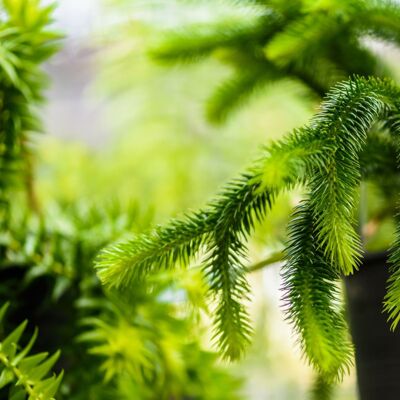 Fleur Cryptoméria du Japon Little Champion - Cryptomeria japonica Little Champion 15/25cm Pot 2,5L - Publicité Fleur Cryptoméria du Japon Little Champion - Cryptomeria japonica Little Champion 15/25cm Pot 2,5L - Publicité