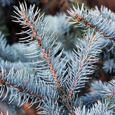 Fleur Épicéa bleu Scottie - Picea pungens Scottie 20/40cm Pot 2,5L - Publicité Fleur Épicéa bleu Scottie - Picea pungens Scottie 20/40cm Pot 2,5L - Publicité
