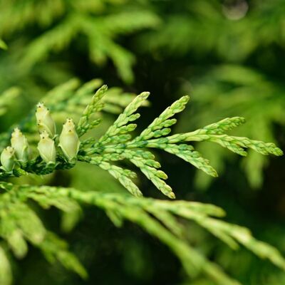 Fleur Thuya occidental Piccadilly - Thuja occidentalis Piccadilly 20/30cm Pot 2,5L - Publicité Fleur Thuya occidental Piccadilly - Thuja occidentalis Piccadilly 20/30cm Pot 2,5L - Publicité