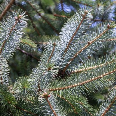 Fleur Épicéa Silberzwerg - Picea sitchensis Silberzwerg 30/40cm Pot 12L - Publicité Fleur Épicéa Silberzwerg - Picea sitchensis Silberzwerg 30/40cm Pot 12L - Publicité