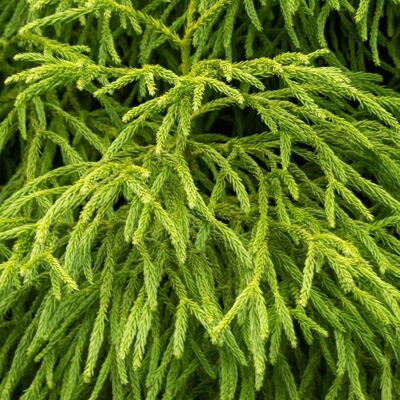 Fleur Cryptoméria du Japon Twinkle Toes - Cryptomeria japonica Twinkle Toes 15/25cm Pot 2,5L - Publicité Fleur Cryptoméria du Japon Twinkle Toes - Cryptomeria japonica Twinkle Toes 15/25cm Pot 2,5L - Publicité