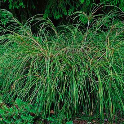 Fleur Thuya Whipcord - Thuja plicata Whipcord 20/30cm Pot 2,5L - Publicité Fleur Thuya Whipcord - Thuja plicata Whipcord 20/30cm Pot 2,5L - Publicité