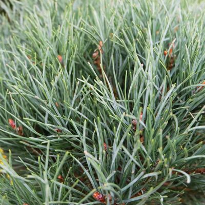 Fleur Pin sylvestre Watereri - Pinus sylvestris Watereri 30/35cm Pot 12L - Publicité Fleur Pin sylvestre Watereri - Pinus sylvestris Watereri 30/35cm Pot 12L - Publicité