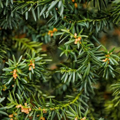 Fleur If commun Repandens - Taxus baccata Repandens 20/40cm Pot 10L - Publicité Fleur If commun Repandens - Taxus baccata Repandens 20/40cm Pot 10L - Publicité