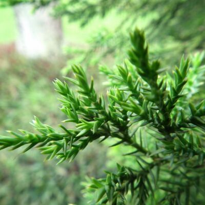 Fleur Cryptoméria du Japon Kitayama - Cryptomeria japonica Kitayama 25/35cm Pot 2,5L - Publicité Fleur Cryptoméria du Japon Kitayama - Cryptomeria japonica Kitayama 25/35cm Pot 2,5L - Publicité