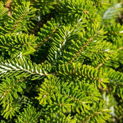 Fleur Sapin de Corée Brillant - Abies koreana Brillant 20/30cm Pot 2,5L - Publicité Fleur Sapin de Corée Brillant - Abies koreana Brillant 20/30cm Pot 2,5L - Publicité