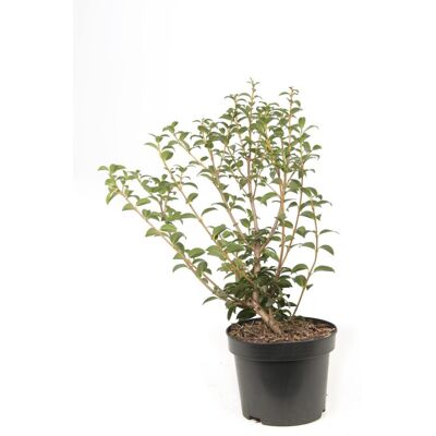 Fleur Osmanthe de Burkwood - Osmanthus xburkwoodii en Pot 30/40cm - Publicité Fleur Osmanthe de Burkwood - Osmanthus xburkwoodii en Pot 30/40cm - Publicité
