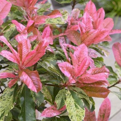 Fleur Photinia Pink Crispy - Photinia serratifolia Pink Crispy en Pot 20L 100/125cm - Publicité Fleur Photinia Pink Crispy - Photinia serratifolia Pink Crispy en Pot 20L 100/125cm - Publicité