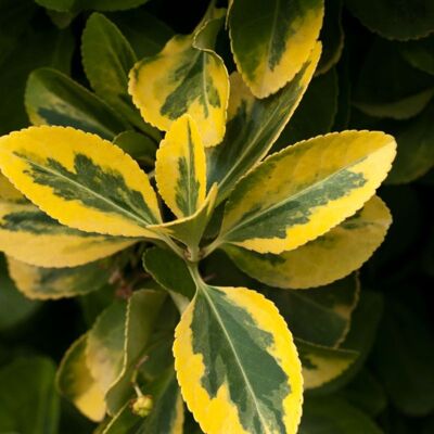 Fleur Troène doré - Ligustrum ovalifolium Aureum en Pot 12L 100/125cm - Publicité Fleur Troène doré - Ligustrum ovalifolium Aureum en Pot 12L 100/125cm - Publicité