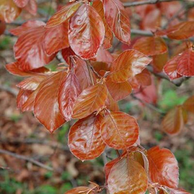 Fleur Hêtre pourpre - Fagus sylvatica Atropunicea en Racines nues 100/120cm - Publicité Fleur Hêtre pourpre - Fagus sylvatica Atropunicea en Racines nues 100/120cm - Publicité