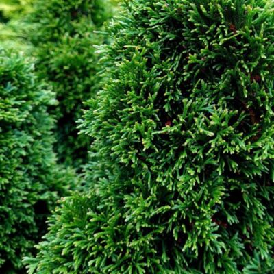 Fleur Thuya occidental Maks - Thuja occidentalis Maks 20/40cm Pot 2,5L - Publicité Fleur Thuya occidental Maks - Thuja occidentalis Maks 20/40cm Pot 2,5L - Publicité