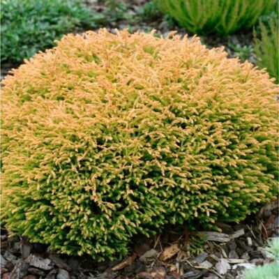 Fleur Thuya occidental Golden Tuffet - Thuja occidentalis Golden Tuffet 20/30cm Pot 2,5L - Publicité Fleur Thuya occidental Golden Tuffet - Thuja occidentalis Golden Tuffet 20/30cm Pot 2,5L - Publicité