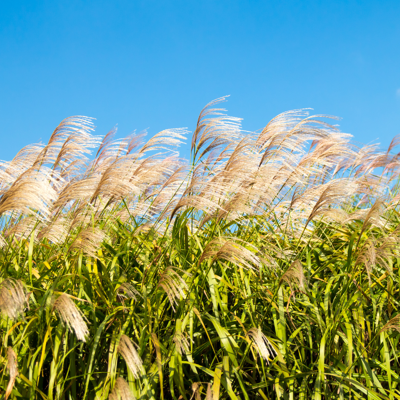 Fleur Roseau de Chine Gracillimus - Miscanthus sinensis Gracillimus 100 cm Pot 3L - Publicité Fleur Roseau de Chine Gracillimus - Miscanthus sinensis Gracillimus 100 cm Pot 3L - Publicité