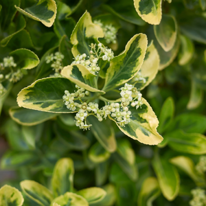 Fleur Fusain du Japon Aureus - Euonymus japonicus aureus 30cm - Publicité Fleur Fusain du Japon Aureus - Euonymus japonicus aureus 30cm - Publicité