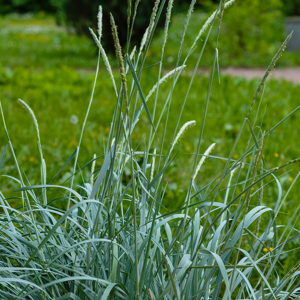 Fleur Elyme des sables - Leymus arenarius 40/50 cm Godet 9cm - Publicité Fleur Elyme des sables - Leymus arenarius 40/50 cm Godet 9cm - Publicité