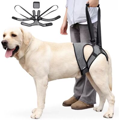 INF Harnais de soutien pour pattes arrière de chien - Aide à la mobilité pour chiens blessés et âgés M - Publicité INF Harnais de soutien pour pattes arrière de chien - Aide à la mobilité pour chiens blessés et âgés M - Publicité