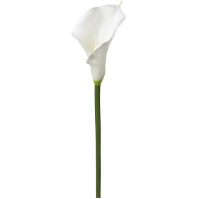 But Arum artificiel - Ivoire - Publicité But Arum artificiel - Ivoire - Publicité