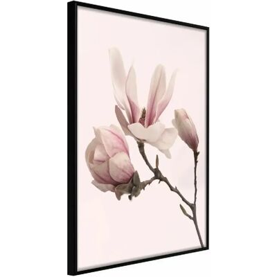 Poster Encadré - Blooming Magnolias Ii - Cadre Noir - Publicité Poster Encadré - Blooming Magnolias Ii - Cadre Noir - Publicité