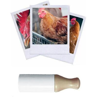 Hélen Baud Appeau Poule - Publicité Hélen Baud Appeau Poule - Publicité