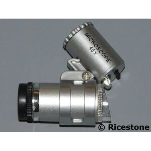 Ricestone 4) Microscope 45x, Examen plante et insecte.