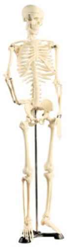 Newgen Medicals Squelette articu...