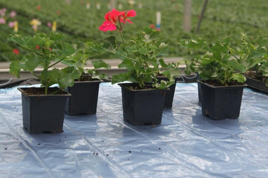 Doviris Nappe chauffante aluminium Doviris Nappe chauffante aluminium