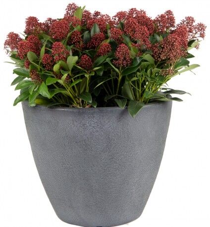 Mega Collections Bac à plantes rotomoulé Rinca Acorn gris clair D.40xH.35cm - MegaCollections Mega Collections Bac à plantes rotomoulé Rinca Acorn gris clair D.40xH.35cm - MegaCollections