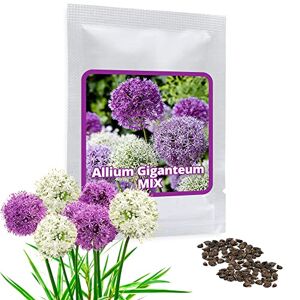 Magic of Nature AIL D'ORNEMENT (Allium giganteum) Mélange violet et blanc 2 x 30 graines/pack Résistant au froid d'hiver - Publicité