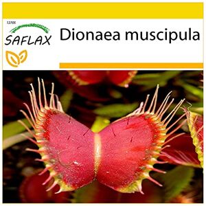 SAFLAX Kit de culture Dionée attrape-mouche 10 graines Dionaea muscipula - Publicité