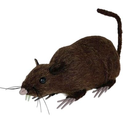 FIESTAS GUIRCA Rat Marron de Décoration (15 cm) Accessoire Réaliste pour Fêtes d'Halloween et Célébrations d'Animaux et Insectes Idéal pour Ambiances Effrayantes et Scénarios Terrifiants - Publicité FIESTAS GUIRCA Rat Marron de Décoration (15 cm) Accessoire Réaliste pour Fêtes d'Halloween et Célébrations d'Animaux et Insectes Idéal pour Ambiances Effrayantes et Scénarios Terrifiants - Publicité