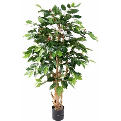 Artificielles.com Cafeïer Artificiel en Pot, H 150 cm, D 70 cm, Tronc noueux - Publicité Artificielles.com Cafeïer Artificiel en Pot, H 150 cm, D 70 cm, Tronc noueux - Publicité
