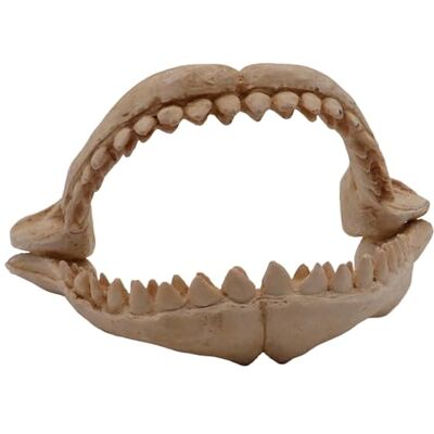 Amtra CROCI Dents de Requin Décoratif pour Aquariophilie Taille M - Publicité Amtra CROCI Dents de Requin Décoratif pour Aquariophilie Taille M - Publicité