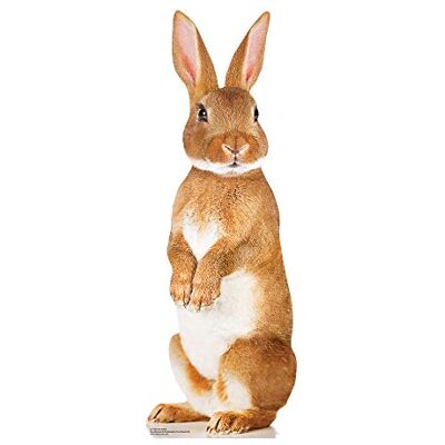 STAR CUTOUTS SC1120 Découpe en Carton Motif Lapin Mignon Parfait pour Les fêtes d'animaux et Les Fans d'animaux domestiques et collectionneurs 90 cm de Haut Multicolore - Publicité STAR CUTOUTS SC1120 Découpe en Carton Motif Lapin Mignon Parfait pour Les fêtes d'animaux et Les Fans d'animaux domestiques et collectionneurs 90 cm de Haut Multicolore - Publicité