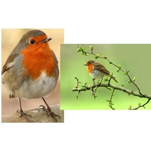 Edition Colibri Lot de 2 cartes postales « Rotkehchen » - Publicité Edition Colibri Lot de 2 cartes postales « Rotkehchen » - Publicité