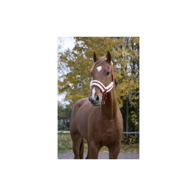 Symantec Norton Licol Confort Couleurs Rouge, Taille Equipement Cheval COB - Publicité Symantec Norton Licol Confort Couleurs Rouge, Taille Equipement Cheval COB - Publicité