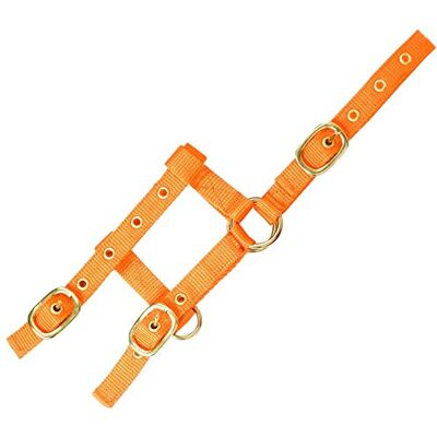 EKKIA Générique Licol Nylon réglable Mini Orange Mini foal - Publicité EKKIA Générique Licol Nylon réglable Mini Orange Mini foal - Publicité