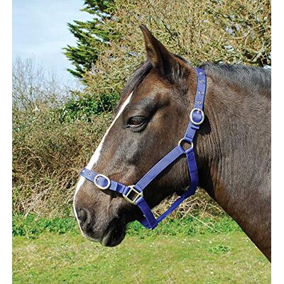 Rhinegold Licol en Nylon Shetland Bleu Roi - Publicité Rhinegold Licol en Nylon Shetland Bleu Roi - Publicité