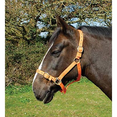 Rhinegold Licol en Nylon COB Mandarine - Publicité Rhinegold Licol en Nylon COB Mandarine - Publicité