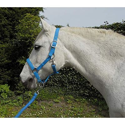Rhinegold Ensemble Licol et Longe Assortis pour Carnaval, Mixte, Turquoise, Poney - Publicité Rhinegold Ensemble Licol et Longe Assortis pour Carnaval, Mixte, Turquoise, Poney - Publicité