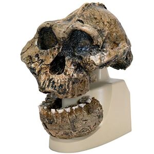 3B Scientific VP755/1 Réplique de crâne d'A.boisei (KNM-ER 406 + Omo L7A-125) - Publicité 3B Scientific VP755/1 Réplique de crâne d'A.boisei (KNM-ER 406 + Omo L7A-125) - Publicité