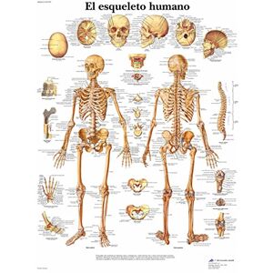 3B Scientific Imprimé en Papier, le squelette humain, 1 - Publicité 3B Scientific Imprimé en Papier, le squelette humain, 1 - Publicité