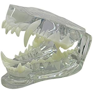 3B Scientific GPI Anatomicals W33361 Modèle de mâchoire canine transparente - Publicité 3B Scientific GPI Anatomicals W33361 Modèle de mâchoire canine transparente - Publicité