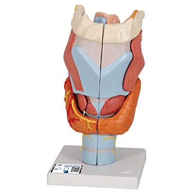 3B Scientific ® Larynx – Modèle Anatomique Humain Agrandi 2 Fois en 7 Parties + Smart Anatomy App (Garantie de 5 Ans) - Publicité 3B Scientific ® Larynx – Modèle Anatomique Humain Agrandi 2 Fois en 7 Parties + Smart Anatomy App (Garantie de 5 Ans) - Publicité