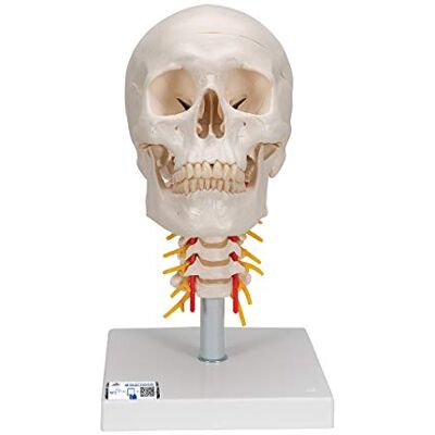 3B Scientific ® Crâne Humain – Modèle Classique Taille Réelle en 4 Parties sur Colonne Cervicale avec Calvaria, Base & Mandibule Amovibles + Smart Anatomy App (Garantie de 5 Ans) - Publicité 3B Scientific ® Crâne Humain – Modèle Classique Taille Réelle en 4 Parties sur Colonne Cervicale avec Calvaria, Base & Mandibule Amovibles + Smart Anatomy App (Garantie de 5 Ans) - Publicité