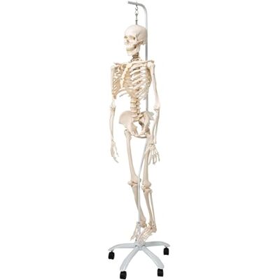 3B Scientific ® Squelette Humain “Phil” – Modèle Taille Réelle avec Articulations Mobiles, Colonne Flexible, + Smart Anatomy App (Garantie de 5 Ans) - Publicité 3B Scientific ® Squelette Humain “Phil” – Modèle Taille Réelle avec Articulations Mobiles, Colonne Flexible, + Smart Anatomy App (Garantie de 5 Ans) - Publicité