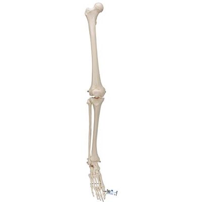 3B Scientific ® Jambe Squelettique avec Pied – Modèle Anatomique Humain Taille Réelle + Smart Anatomy App (Garantie de 5 Ans) - Publicité 3B Scientific ® Jambe Squelettique avec Pied – Modèle Anatomique Humain Taille Réelle + Smart Anatomy App (Garantie de 5 Ans) - Publicité
