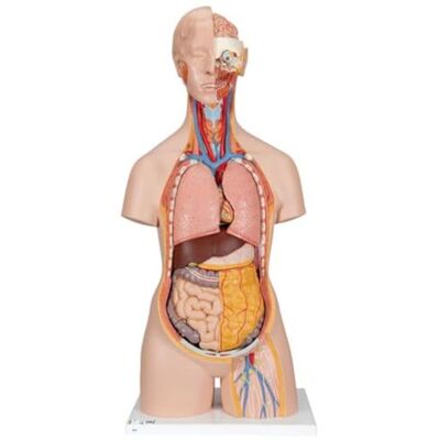 Torso classique neutre en genre de 3B Scientific - Modèle anatomique - Publicité Torso classique neutre en genre de 3B Scientific - Modèle anatomique - Publicité